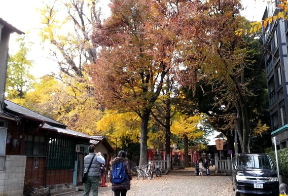 【奥日光】・「三依地区」付近周辺の「銀杏並木と紅葉」