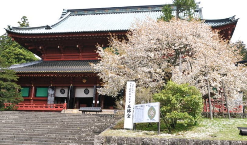 出入り口のすぐ脇には、推定、500年という樹齢を経た「金剛桜（こんごうざくら）」が春先には咲き誇ります。